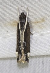 Chaliniastis astrapaea