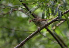 Phylloscopus tenellipes