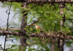 Turdus obscurus