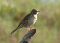 Anthus hellmayri