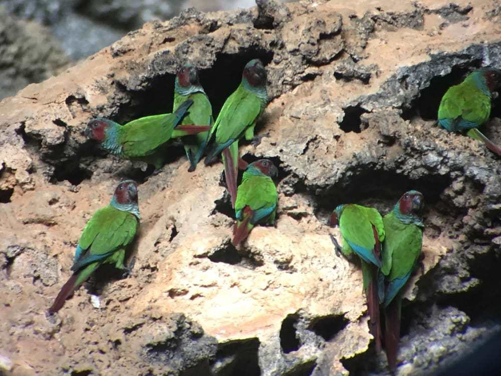 Pfrimer's Parakeet (Pyrrhura pfrimeri), photo 2