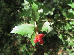 Plagiotrochus quercusilicis