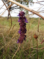Coleus betonicifolius