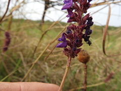 Coleus betonicifolius