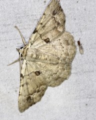 Aeolochroma quadrilinea