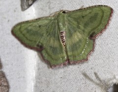 Metallochlora lineata