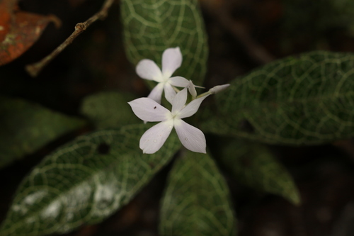Stenandriopsis guineensis, 2022-10-05