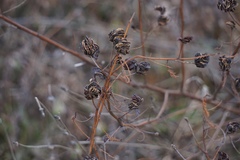 Desmanthus illinoensis