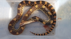 Pituophis deppei deppei