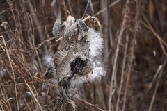 Asclepias syriaca