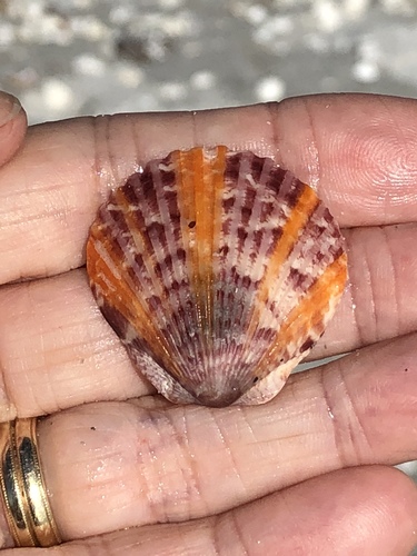 Atlantic Calico Scallop