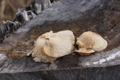Fungi
