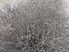 Eriogonum wrightii nodosum