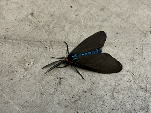 Virginia ctenucha moth