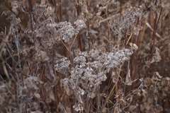 Parthenium integrifolium