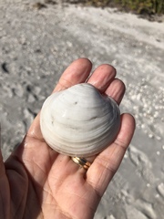 Pegophysema schrammi