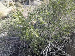 Brickellia desertorum