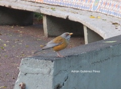 Turdus rufopalliatus