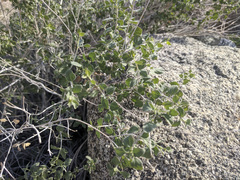 Brickellia desertorum