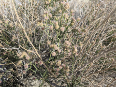 Baccharis brachyphylla