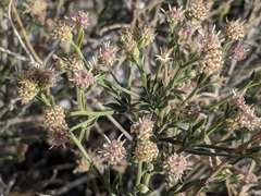 Baccharis brachyphylla