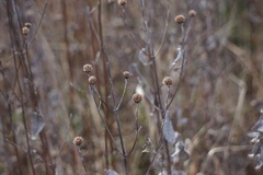 Monarda fistulosa