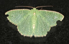 Eucyclodes metaspila