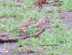 Haemorhous mexicanus