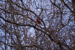 Cardinalis cardinalis