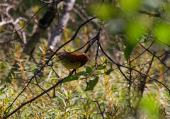 Emberiza rutila