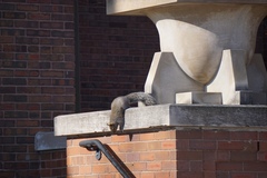 Sciurus carolinensis