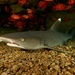 Whitetip Reef Shark - Photo (c) Craig Fujii, some rights reserved (CC BY-NC-ND), uploaded by Craig Fujii