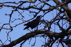 Corvus brachyrhynchos