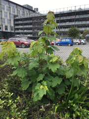 Acer pseudoplatanus