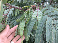 Paraserianthes lophantha