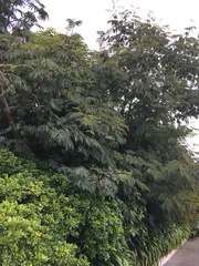 Paraserianthes lophantha