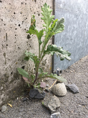 Senecio glomeratus