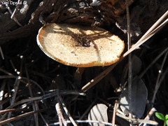 Lentinus arcularius