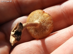 Lentinus arcularius