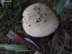 Amanita lividopallescens