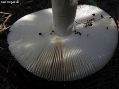 Amanita lividopallescens
