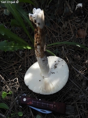 Amanita lividopallescens