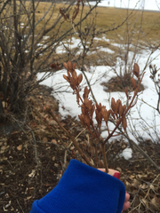 Syringa