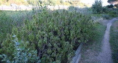 Coleus barbatus grandis