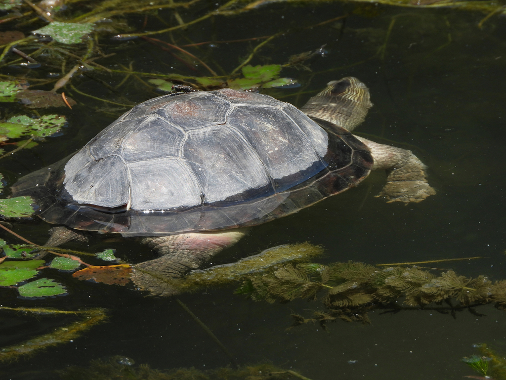 Common thread turtle in May 2023 by Chuangzao · iNaturalist