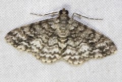 Myrioblephara desumpta