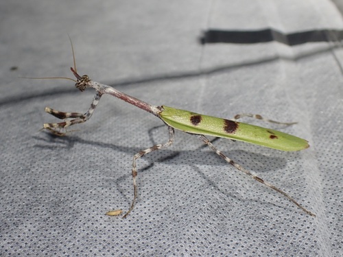 Arizona Unicorn Mantis photo 2