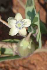 Basananthe sandersonii