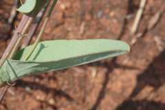 Basananthe sandersonii