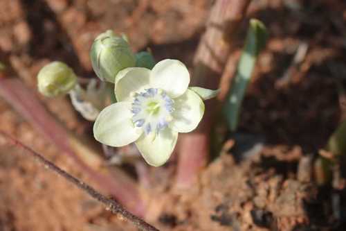 Image of Basananthe sandersonii by no rights reserved